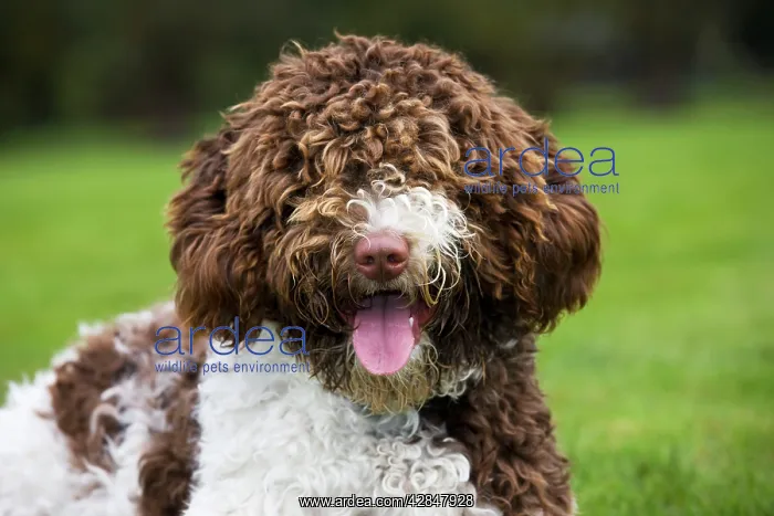  : Spanish Water dog or Perro de Agua Espanol