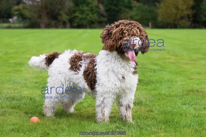  : Spanish Water dog or Perro de Agua Espanol