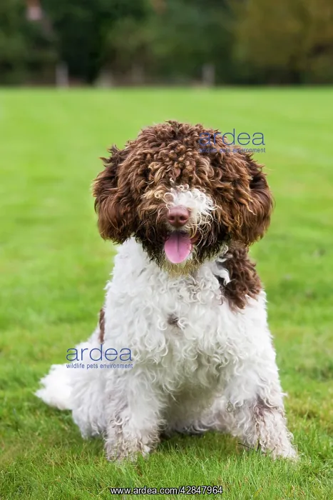  : Spanish Water dog or Perro de Agua Espanol