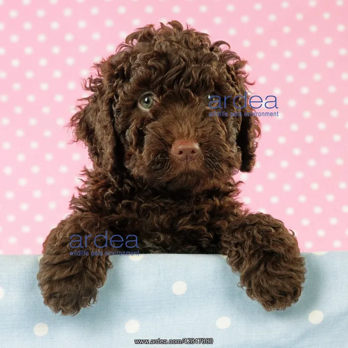  : Spanish water dog puppy looking over shelf