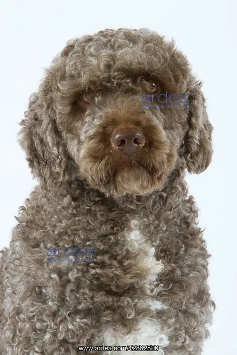  : Spanish Water Dog - sitting in studio