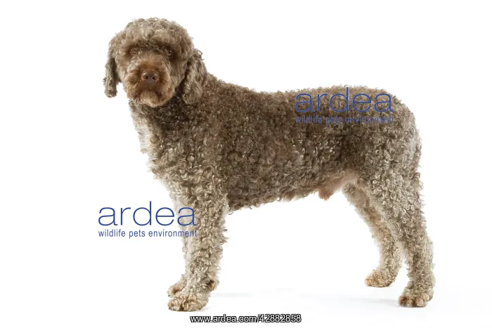  : Spanish Water Dog - standing in studio