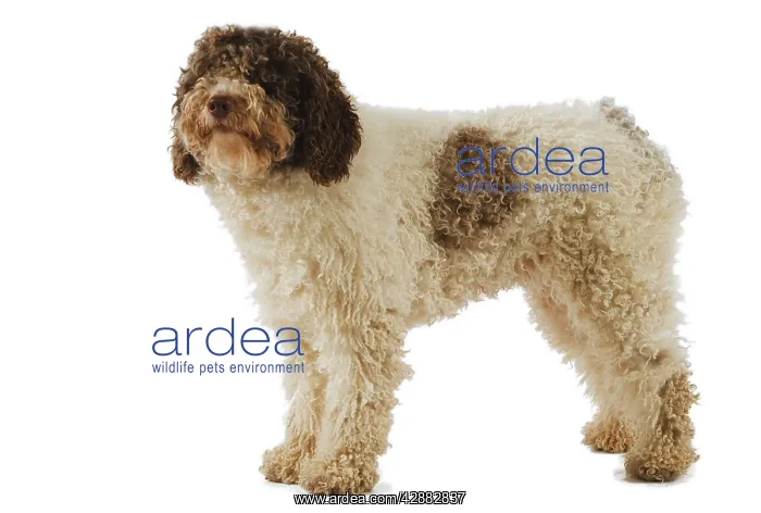  : Spanish Water Dog - in studio