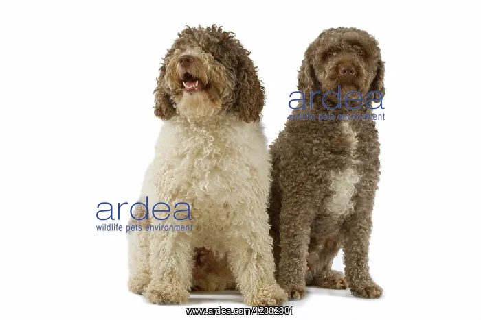  : Spanish Water Dogs - sitting in studio