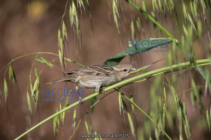 : Spanish / Willow Sparrow : Spanish / Willow Sparrow