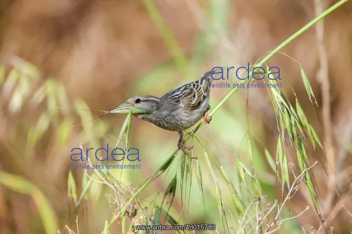 : Spanish / Willow Sparrow : Spanish / Willow Sparrow