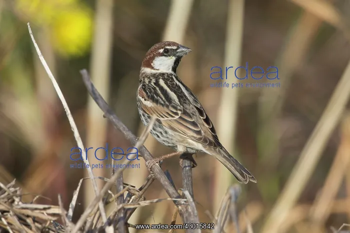 : Spanish / Willow Sparrow : Spanish / Willow Sparrow