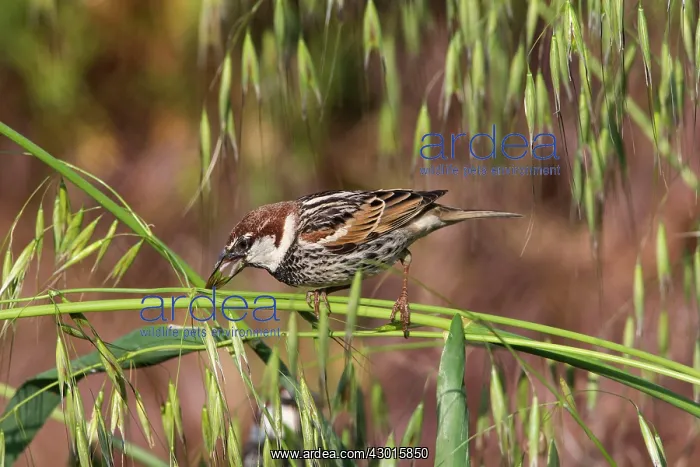 : Spanish / Willow Sparrow : Spanish / Willow Sparrow