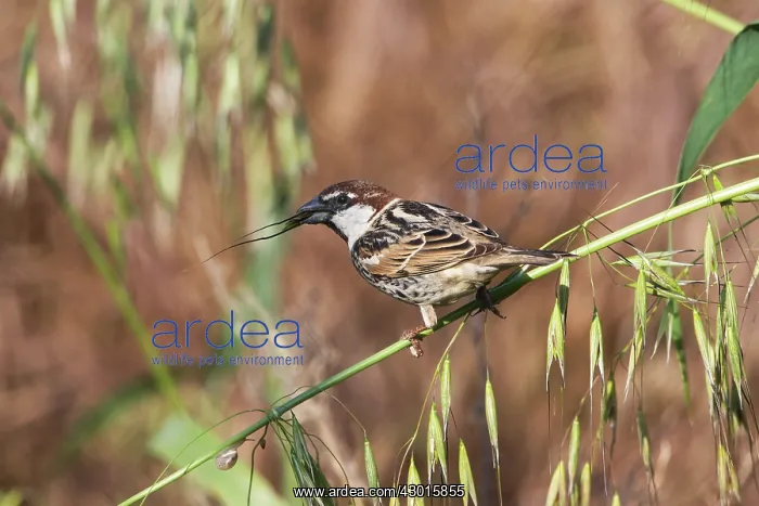 : Spanish / Willow Sparrow : Spanish / Willow Sparrow
