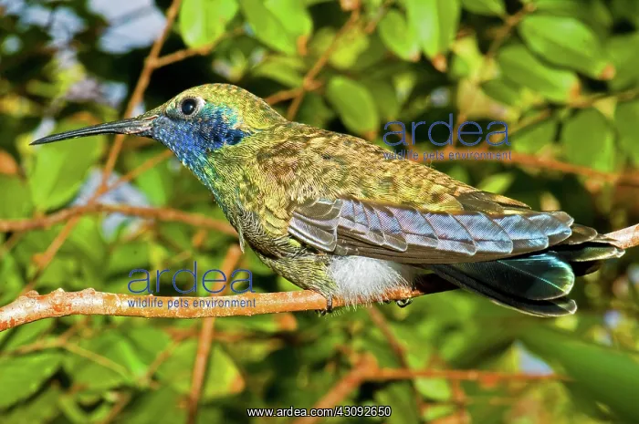 : Sparkling Violet Ear Hummingbird : Sparkling Violet Ear Hummingbird