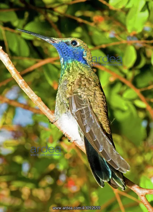 : Sparkling Violet Ear Hummingbird : Sparkling Violet Ear Hummingbird