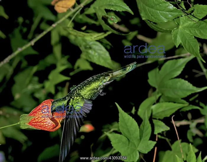 : Sparkling Violetear : Sparkling Violetear