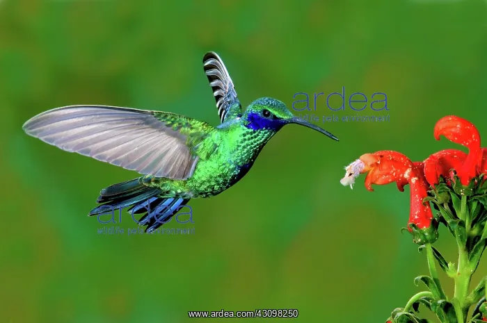 : Sparkling Violetear : Sparkling Violetear