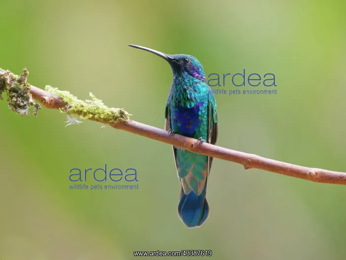: Sparkling Violetear Colibri coruscans Ecuador BI : Sparkling Violetear Colibri coruscans Ecuador BI