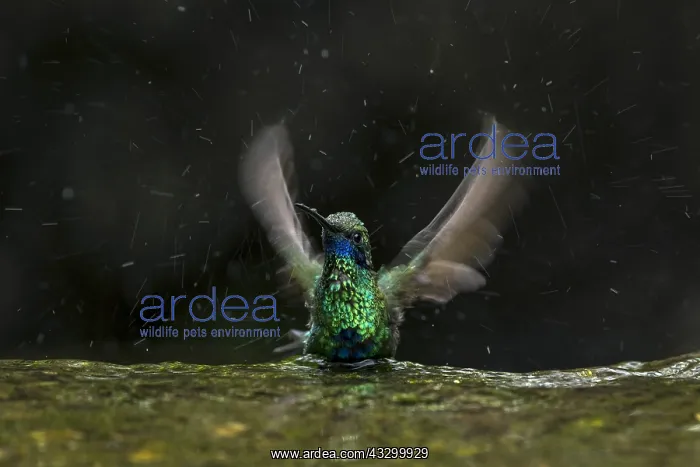 : Sparkling Violetear (Colibri coruscans) taking a : Sparkling Violetear (Colibri coruscans) taking a