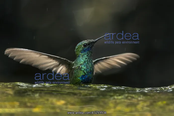 : Sparkling Violetear (Colibri coruscans) taking a : Sparkling Violetear (Colibri coruscans) taking a