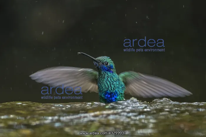 : Sparkling Violetear (Colibri coruscans) taking a : Sparkling Violetear (Colibri coruscans) taking a