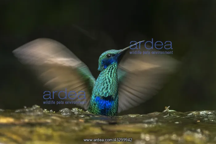 : Sparkling Violetear (Colibri coruscans) taking a : Sparkling Violetear (Colibri coruscans) taking a