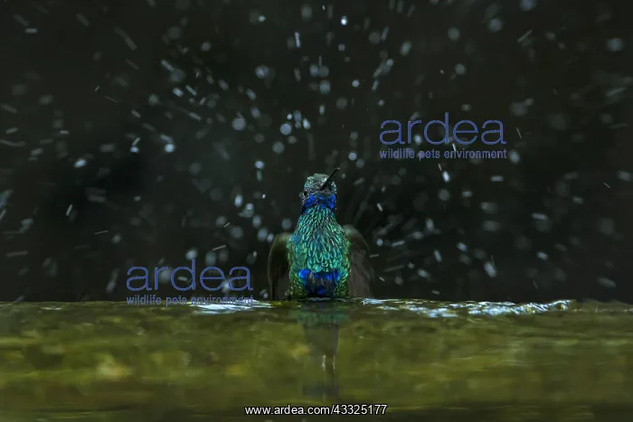 : Sparkling Violetear (Colibri coruscans) taking a : Sparkling Violetear (Colibri coruscans) taking a