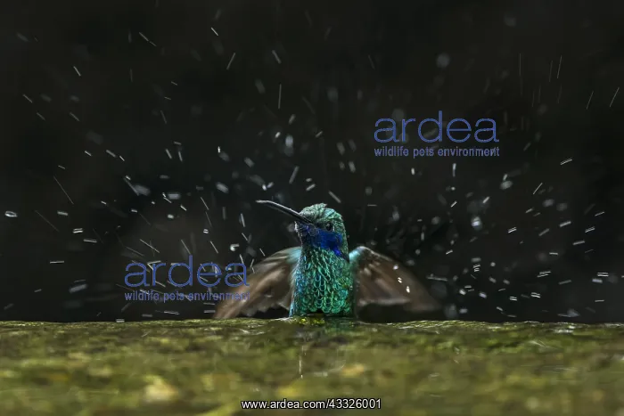 : Sparkling Violetear (Colibri coruscans) taking a : Sparkling Violetear (Colibri coruscans) taking a