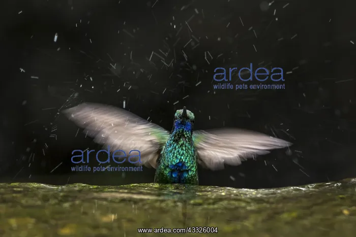 : Sparkling Violetear (Colibri coruscans) taking a : Sparkling Violetear (Colibri coruscans) taking a