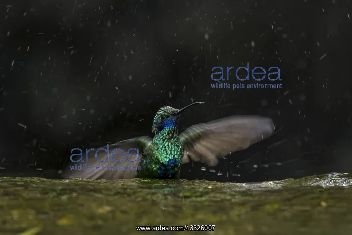 : Sparkling Violetear (Colibri coruscans) taking a : Sparkling Violetear (Colibri coruscans) taking a