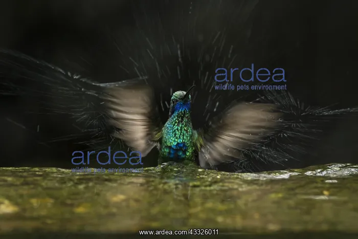 : Sparkling Violetear (Colibri coruscans) taking a : Sparkling Violetear (Colibri coruscans) taking a