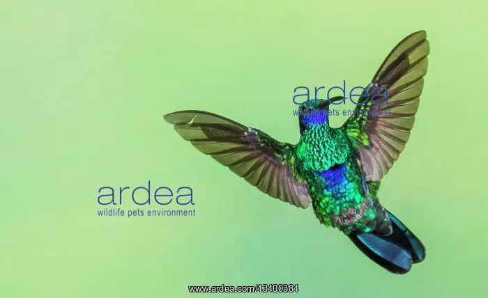 : Sparkling violetear flight display in northern Peru : Sparkling violetear flight display in northern Peru