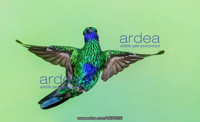 : Sparkling violetear hummingbird flying, Northern Peru : Sparkling violetear hummingbird flying, Northern Peru