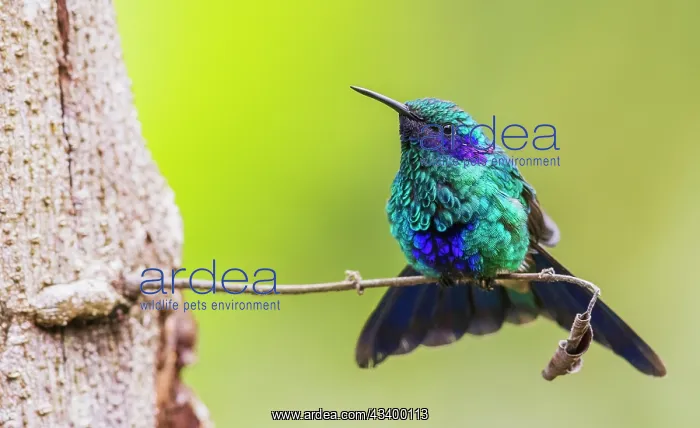 : Sparkling violetear hummingbird, territory display : Sparkling violetear hummingbird, territory display