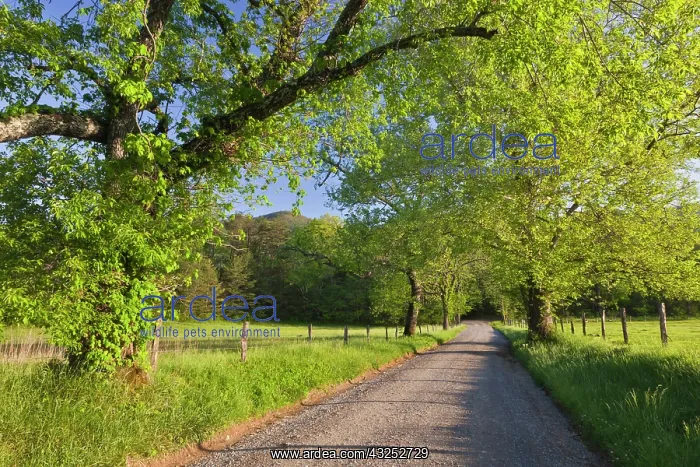  : Sparks Lane, Great Smoky Mountains National