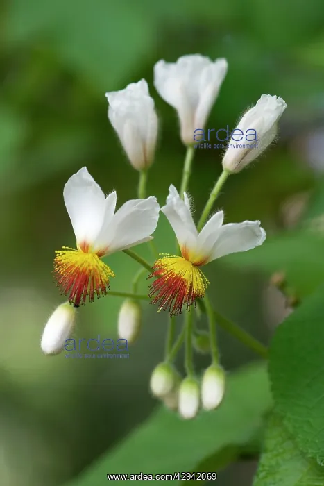 : Sparmannia africana : Sparmannia africana