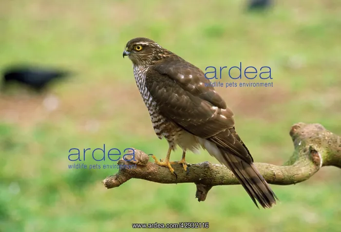  : SPARROWHAWK