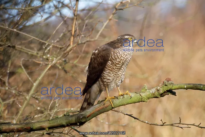  : SPARROWHAWK