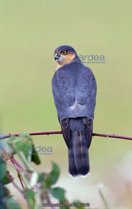 : Sparrowhawk : Sparrowhawk