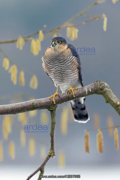 : Sparrowhawk : Sparrowhawk