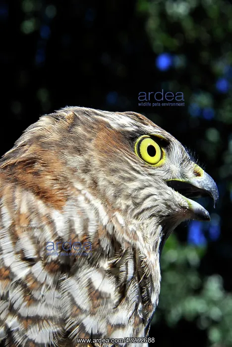  : Sparrowhawk (Accipiter nisus)
