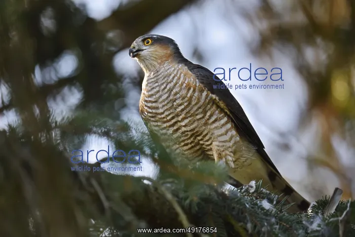 : Sparrowhawk (Accipiter nisus), male with prey : Sparrowhawk (Accipiter nisus), male with prey