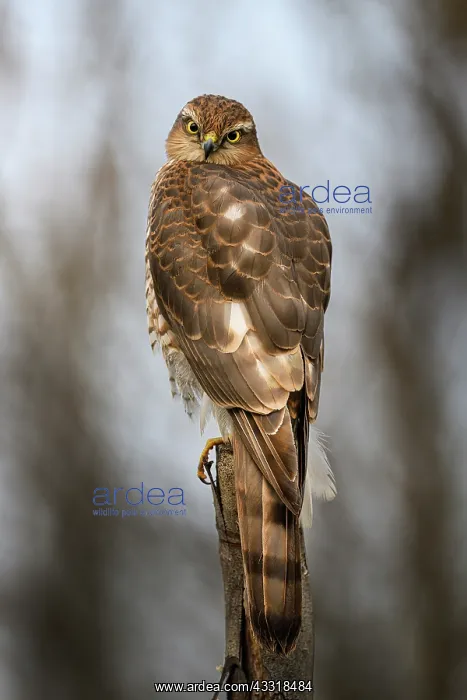 : Sparrowhawk (Accipiter nisus) on a post, Ravades : Sparrowhawk (Accipiter nisus) on a post, Ravades