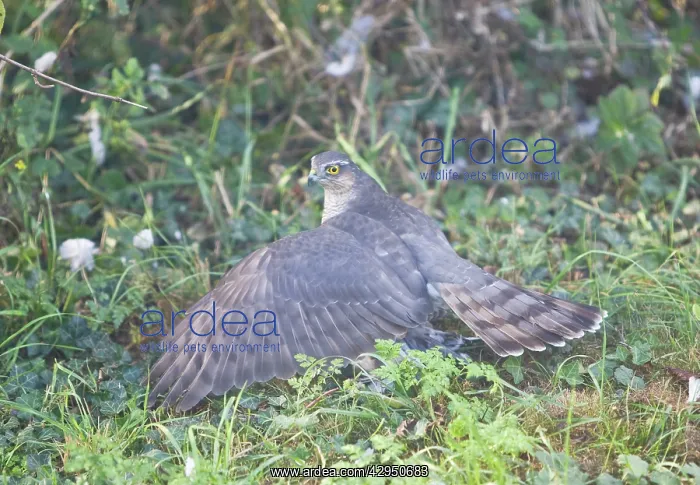 : Sparrowhawk - adult female shielding its Wood Pigeon kill : Sparrowhawk - adult female shielding its Wood Pigeon kill