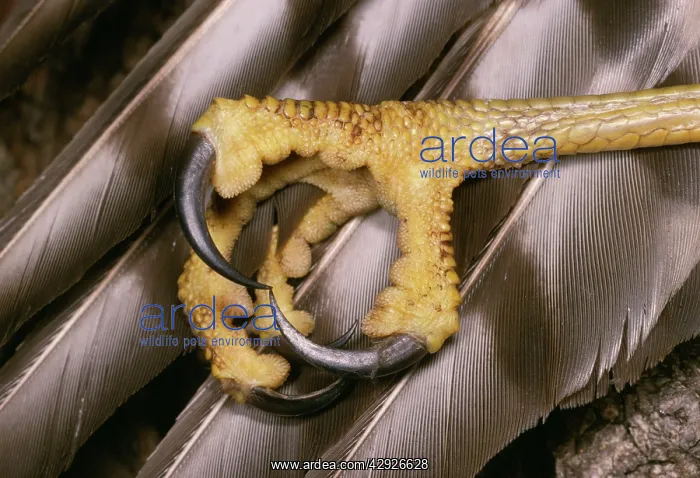 : SPARROWHAWK - close-up of talons : SPARROWHAWK - close-up of talons