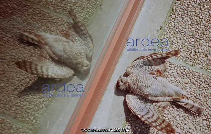 : Sparrowhawk - Dead after flying into window : Sparrowhawk - Dead after flying into window