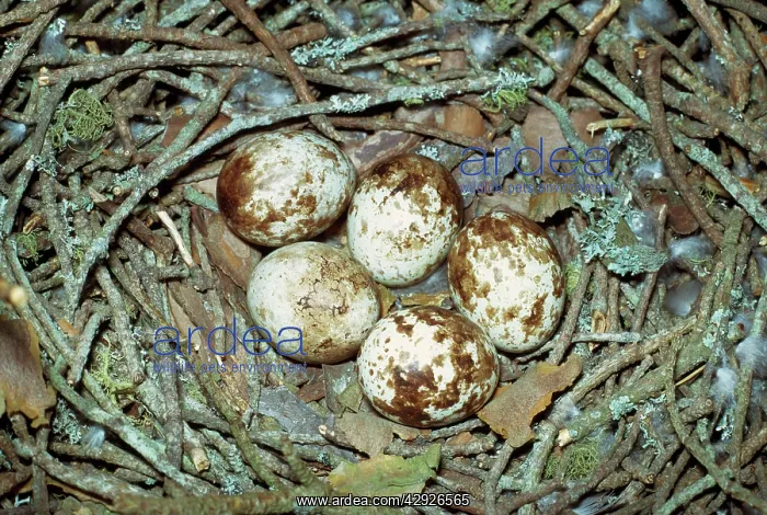 : Sparrowhawk Eggs - in nest : Sparrowhawk Eggs - in nest