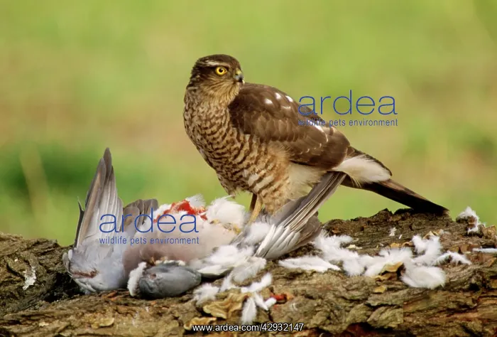: Sparrowhawk - feeding on prey : Sparrowhawk - feeding on prey