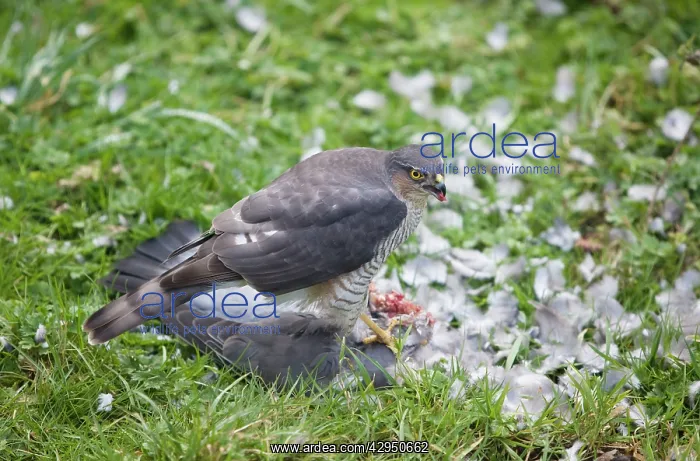 : Sparrowhawk - female feeding on a Wood Pigeon : Sparrowhawk - female feeding on a Wood Pigeon