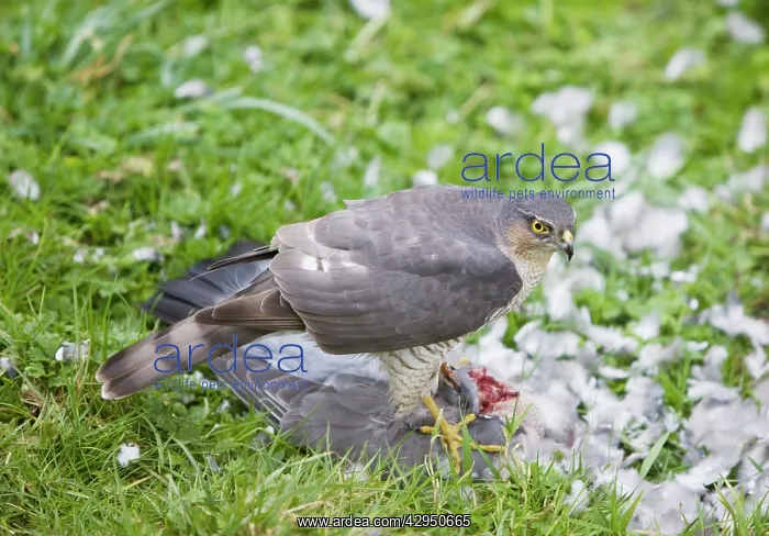 : Sparrowhawk - female feeding on a Wood Pigeon : Sparrowhawk - female feeding on a Wood Pigeon