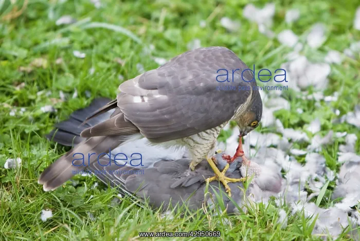 : Sparrowhawk - female feeding on a Wood Pigeon : Sparrowhawk - female feeding on a Wood Pigeon