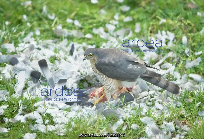 : Sparrowhawk - female feeding on a Wood Pigeon : Sparrowhawk - female feeding on a Wood Pigeon