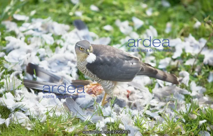 : Sparrowhawk - female feeding on a Wood Pigeon : Sparrowhawk - female feeding on a Wood Pigeon