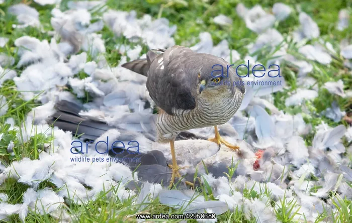 : Sparrowhawk - female feeding on a Wood Pigeon : Sparrowhawk - female feeding on a Wood Pigeon